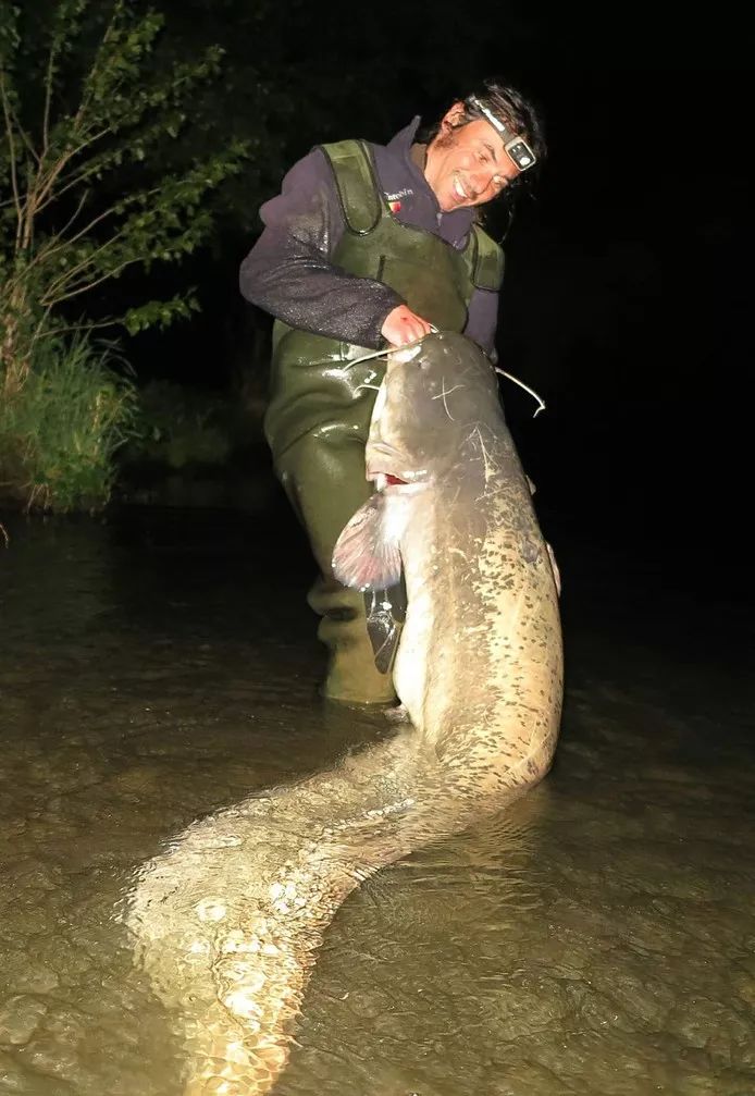 钓鱼爱好者相继破纪录,钓起长达2.36米的鲶鱼
