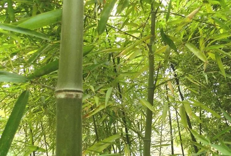 竹种类假毛竹
