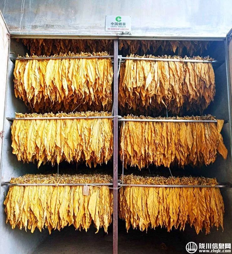 傣语61新闻陇川县户撒乡烟叶产业喜获丰收