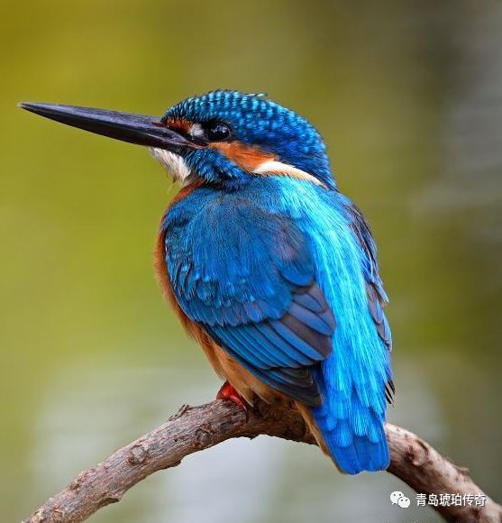 "三原三老"清代银鎏金多层掐丝点翠蜜蜡帽正;什么是点翠?_翠鸟