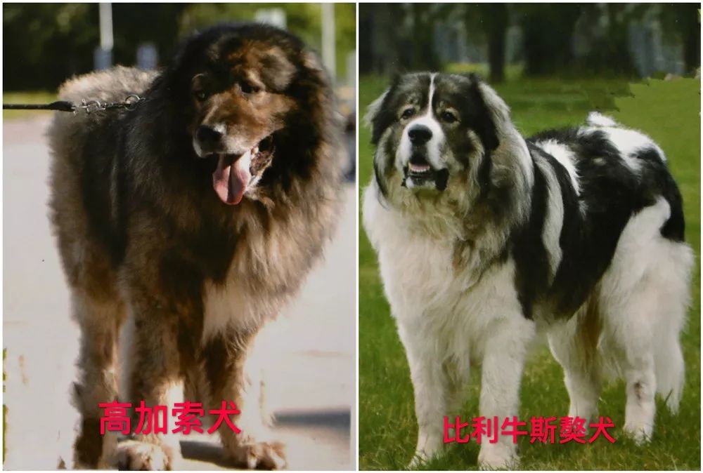 尔索犬),罗威纳犬(别称罗威,罗特威勒),纽波利顿獒犬(别称意大利獒犬
