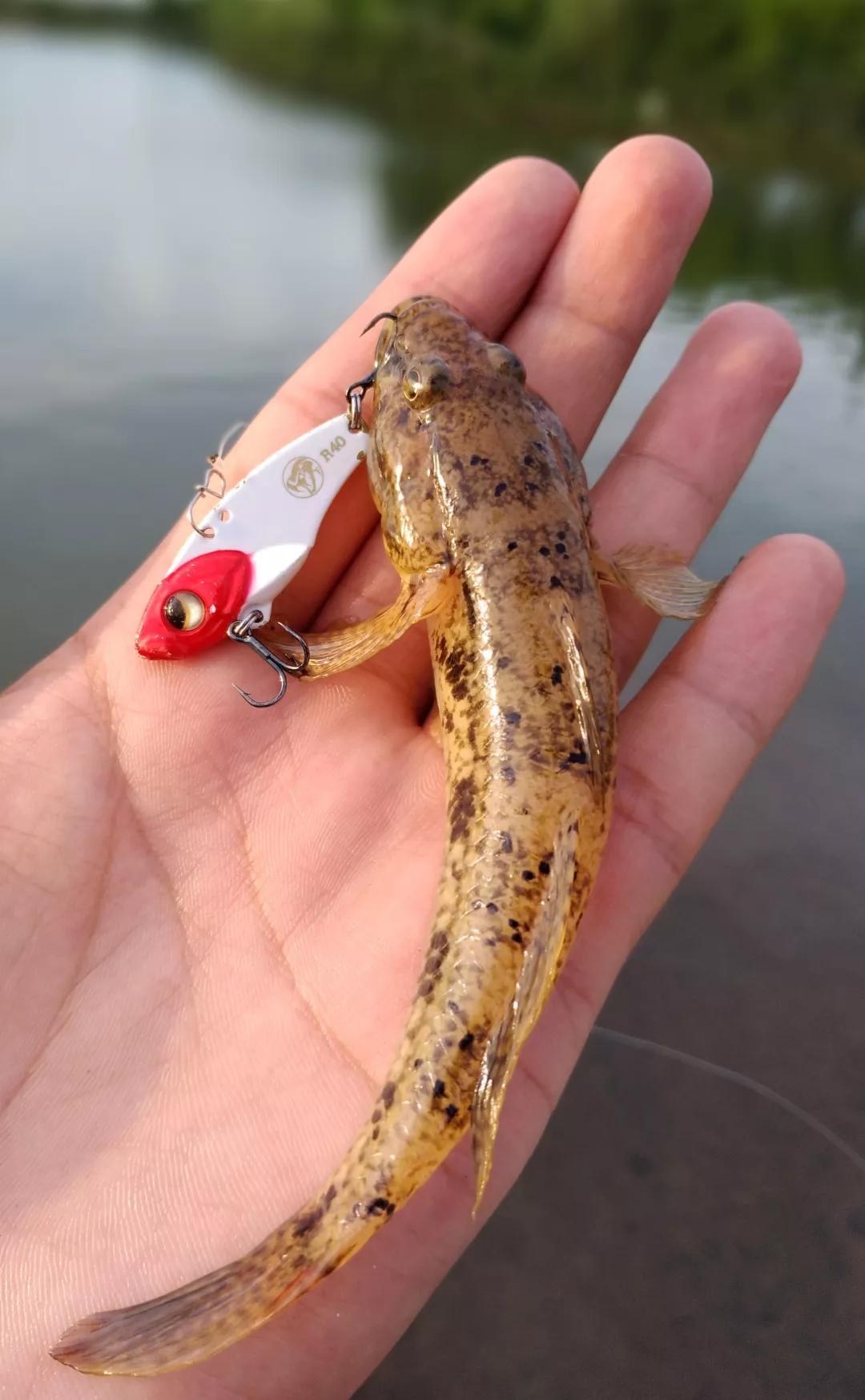 得偿所愿路亚淡水白鲳真是过足了钓瘾下