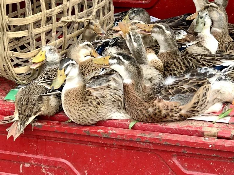 "55块一个,卖完回家过节啦!"都会热情招呼你过来看鸭.