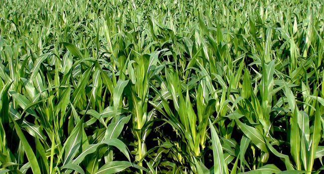 青贮全株玉米注意哪些事情呢