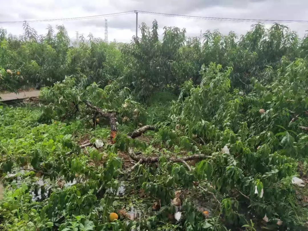 爱心助农台风来袭松江果农受灾严重落果几百吨台风无情人有情