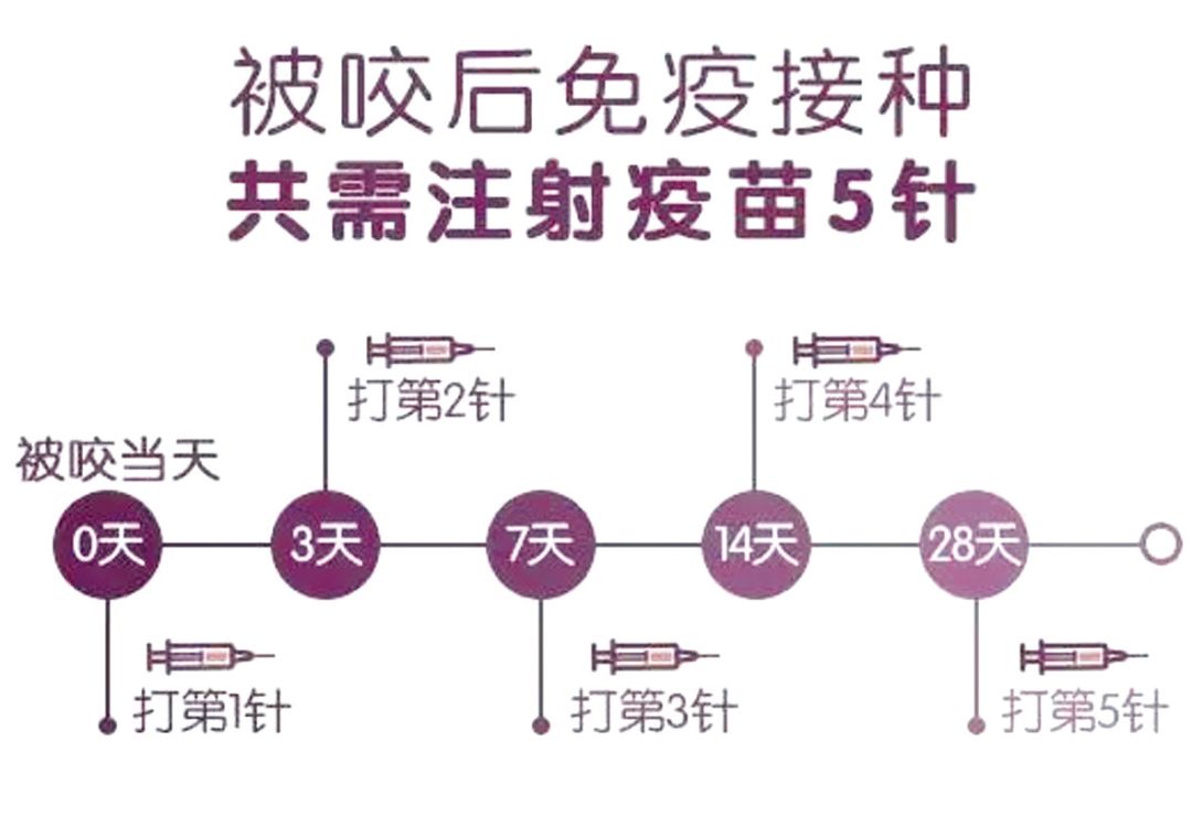 伤者要在0(注射当天),3,7,14和28天各注射1个剂量的狂犬疫苗,不可自行