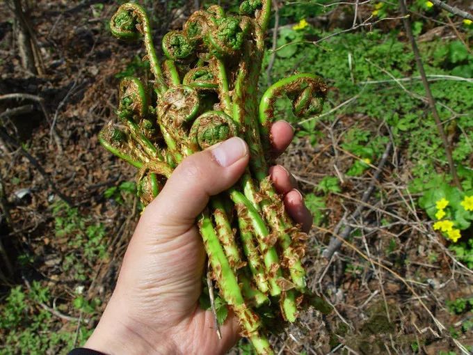 道须沟"生态宴"绿色健康,区内纯天然的红蘑,榛蘑,野菜皆可入肴,野鸡