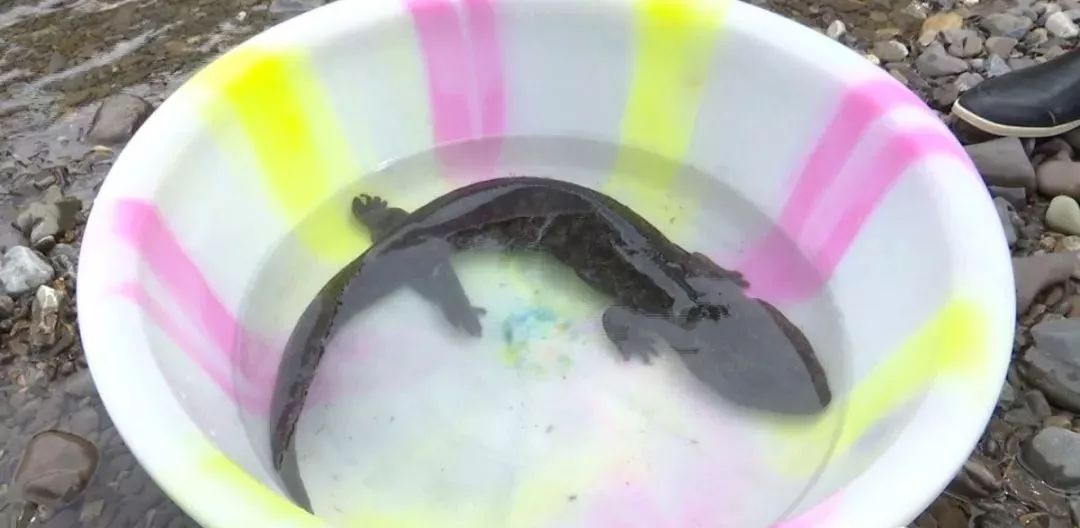 仁怀一村民在五马河发现一条牢底坐穿鱼最后他选择送它回家