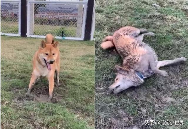 烤麵包柴去公園看到泥坑就瘋了飼主崩潰確定不是野狗