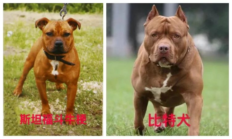 禁止饲养的烈性犬犬种:藏獒,恶霸犬,斗牛獒犬,卡斯罗犬(别称意大利凯
