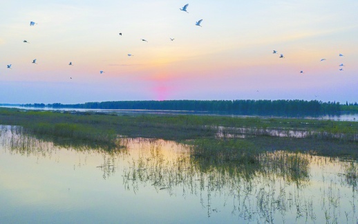7月29日,沅江市漉湖芦苇场,夕阳下群鸟飞翔,宁静而和谐.