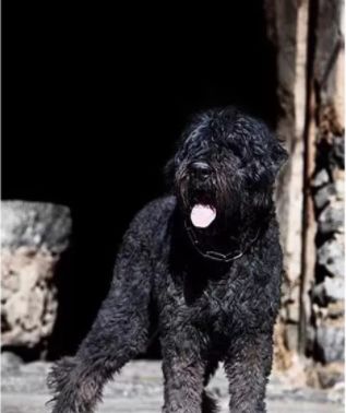 非洲狮子犬)匈牙利猎犬(别称维兹拉犬)可蒙