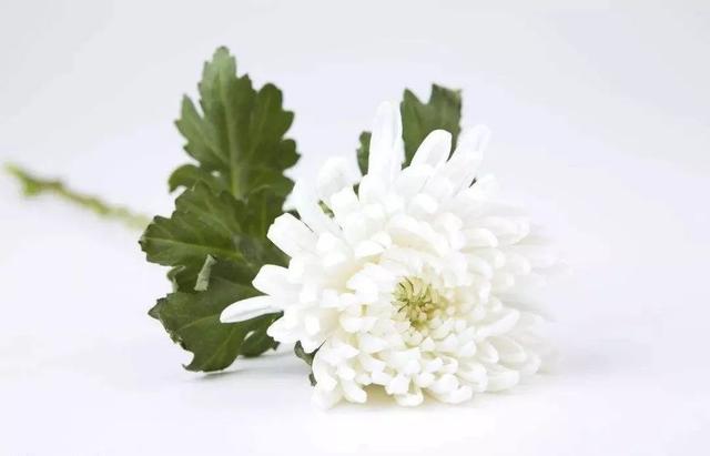 一般来说,白色的花表示哀悼,选择白菊花,白百合,马蹄莲等用于扫墓是