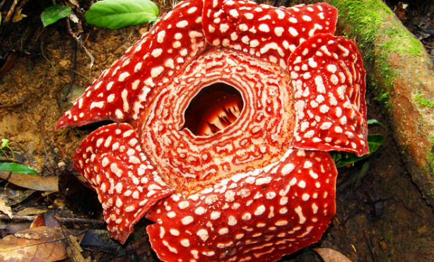 游客雨林找到大片"腐尸花",当地居民见此远远避开而行