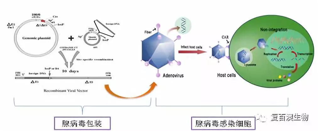 從科研級到臨床級慢病毒載體制備詳解_細胞