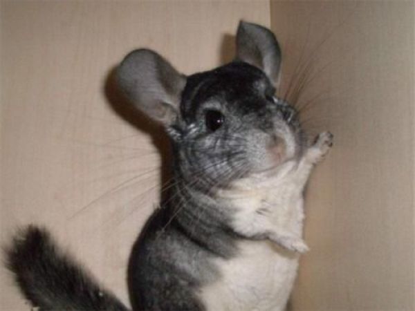 在饲养龙猫之前,鼠友一定要了解它的缺点,不然养了就后悔!