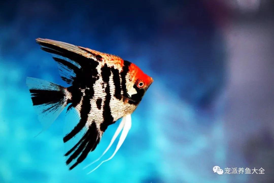 每日一鱼鸳鸯神仙前半身银白后半身全黑色