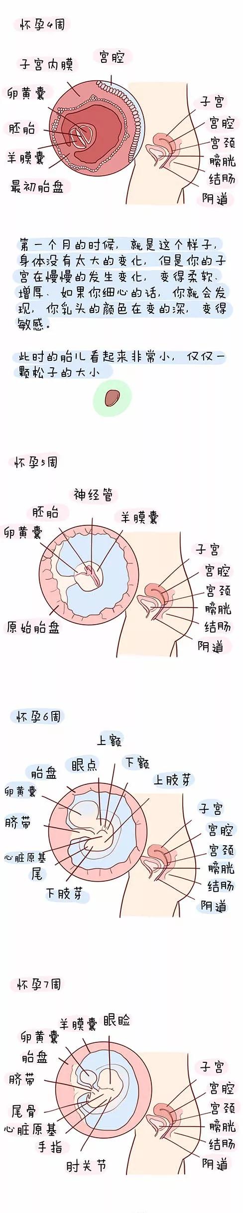 孕育宝宝的详细过程,看完心都化了