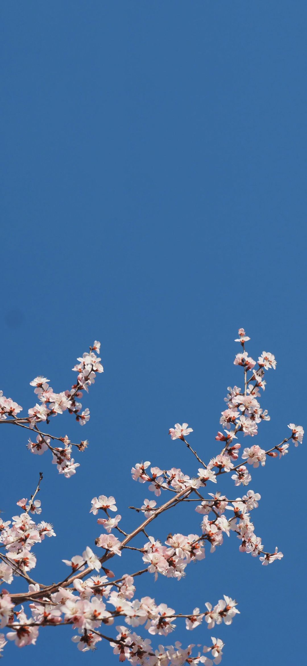 更多高清壁纸头像,背景图,可前往公众号:天天壁纸