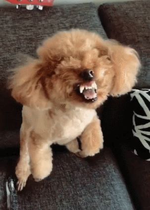 泰迪狗狗暴脾气主人不给吃零食狗狗龇牙咧嘴