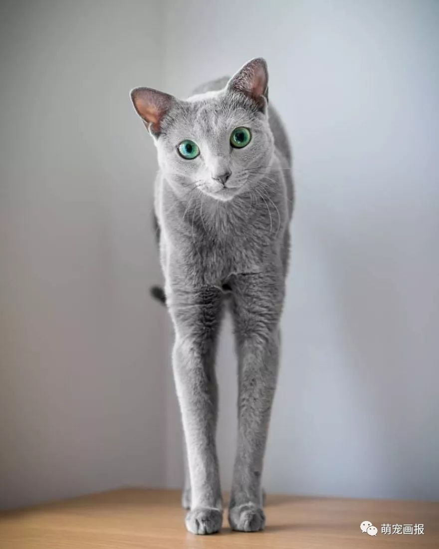 拥有美丽绿宝石眼睛的蓝猫美如精灵