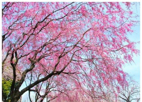 美国垂枝红樱重瓣樱花小苗垂枝樱花嫁接苗