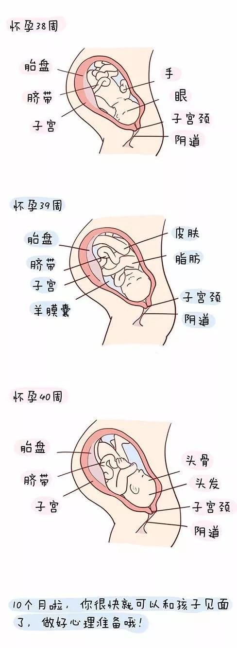 孕期宝宝发育过程图片