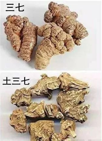 但市場上常用偽品有菊葉三七,景天三七, 景天科無毒, 菊科俗稱