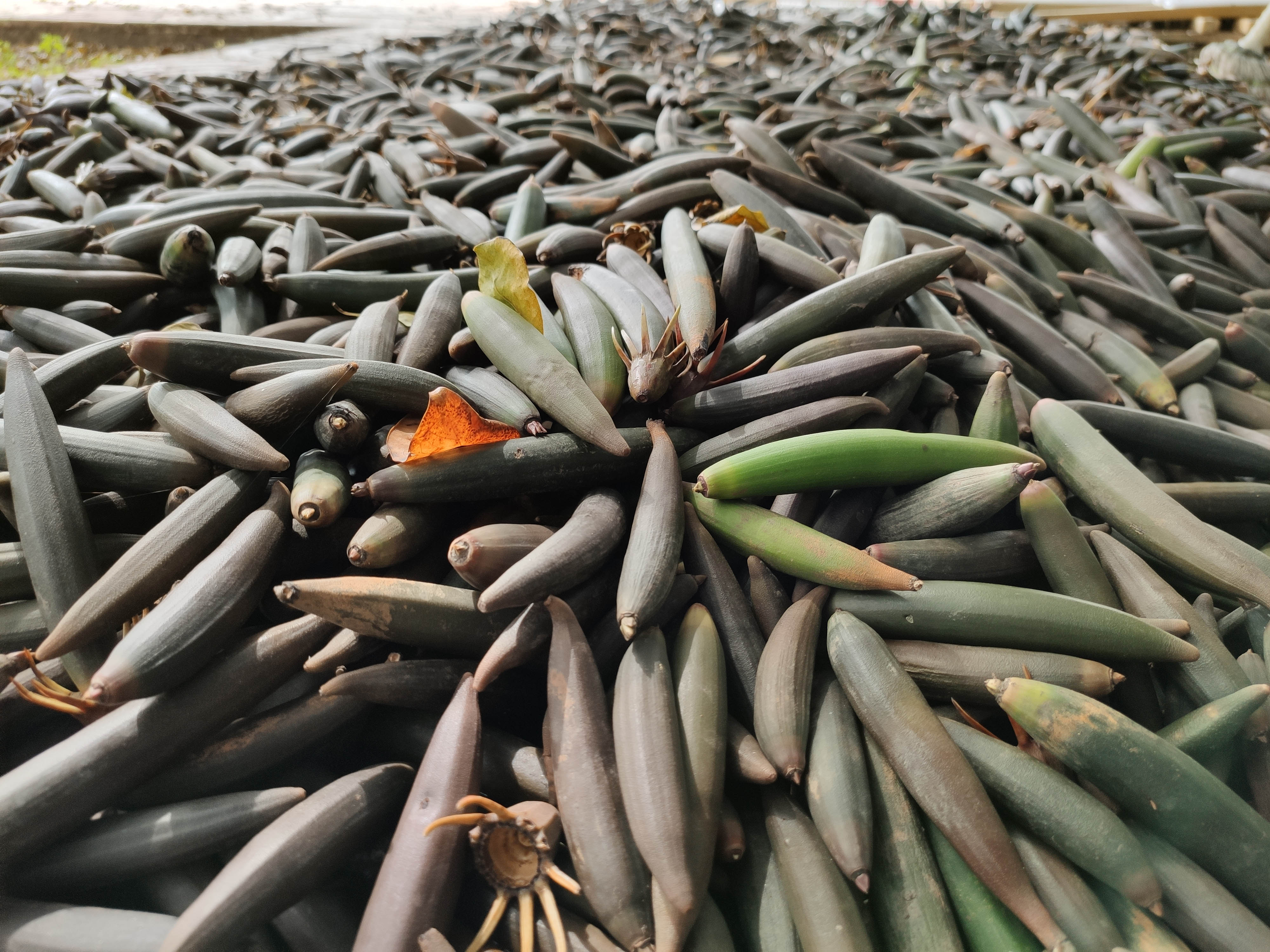 保护区内红树种子 通讯员 朱艳秋 摄mangrove木森林队员咨询红树种植