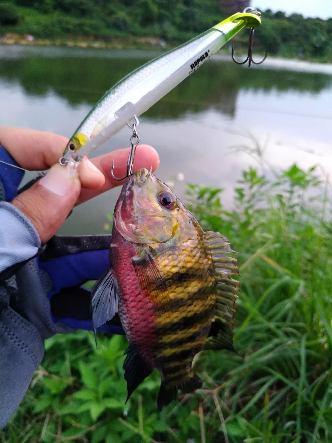 得偿所愿路亚淡水白鲳真是过足了钓瘾上