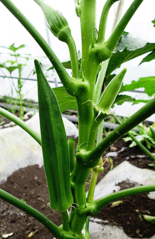 这些比较奇特的蔬菜你吃过几种