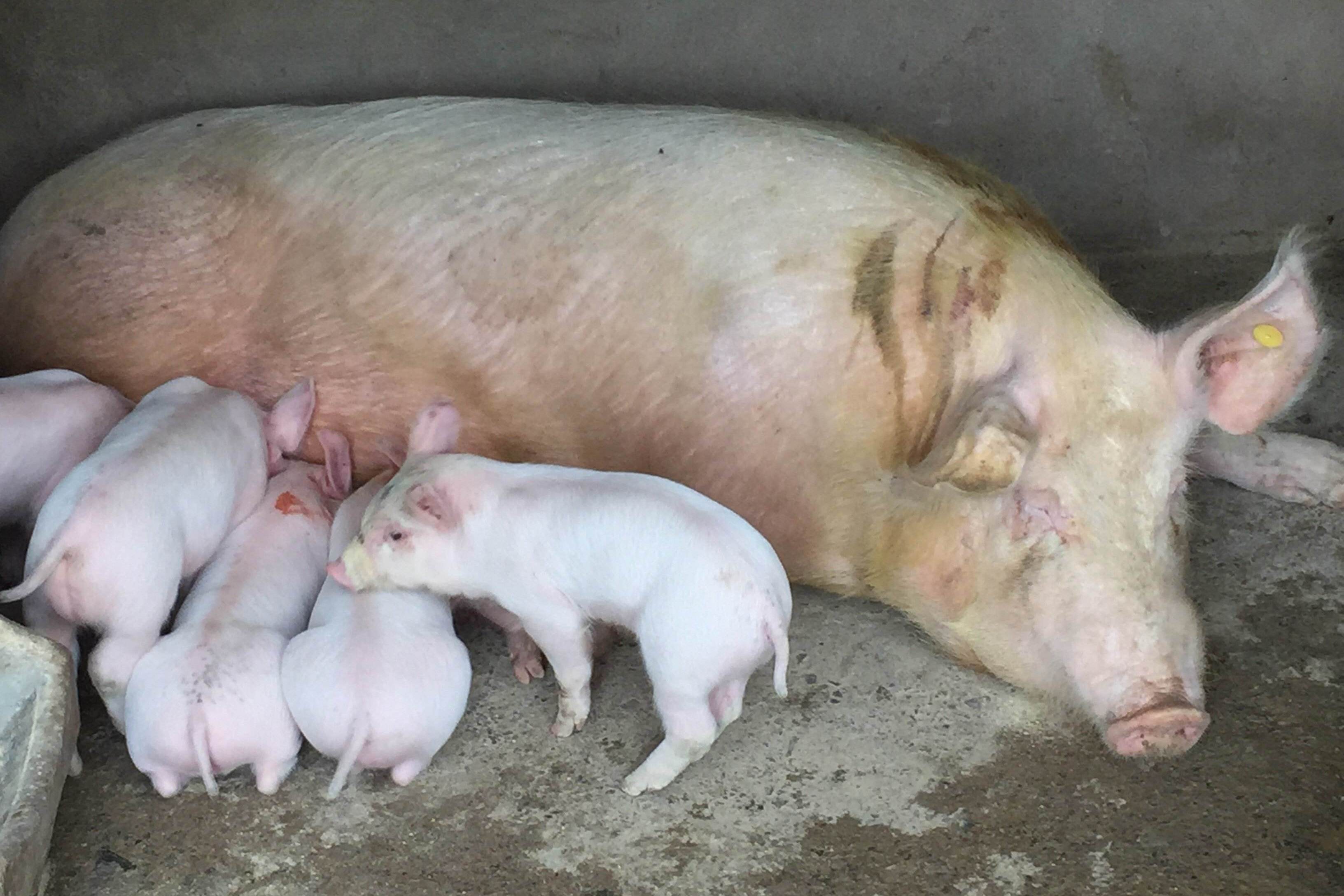 护母宝:母猪产死胎的原因分析,尤其第八条,养殖户常常忽视!