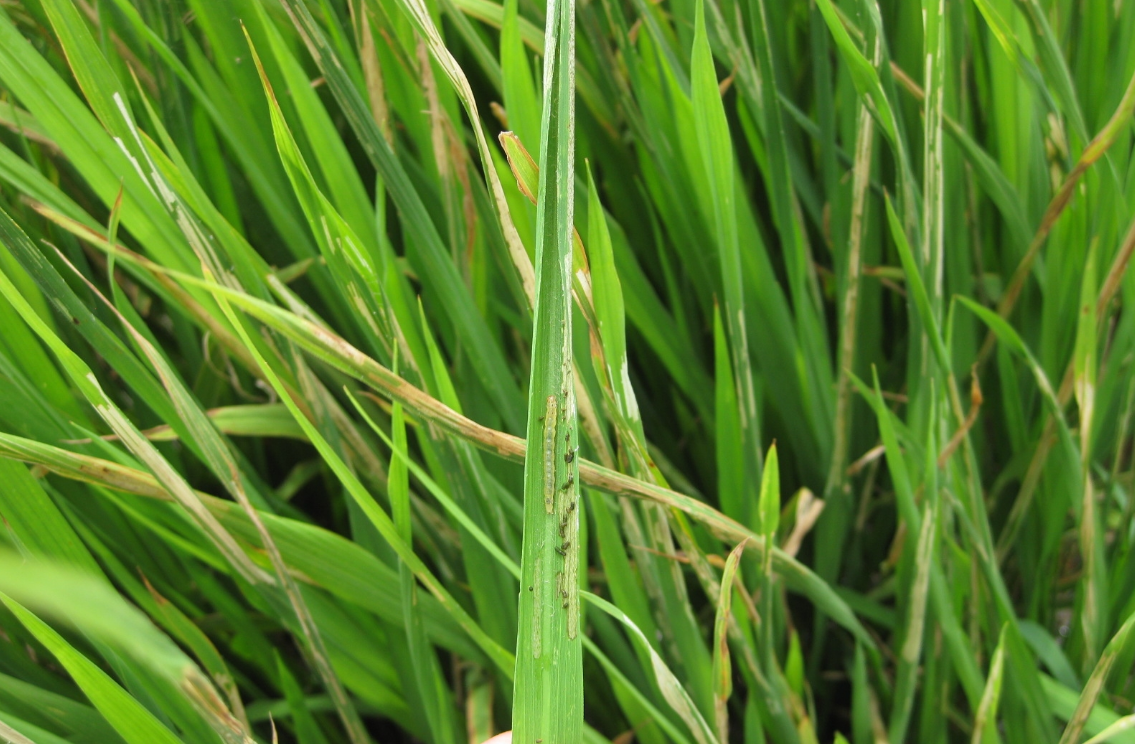 原创水稻稻纵卷叶螟如何计算虫龄防治要点是什么有哪些注意事项