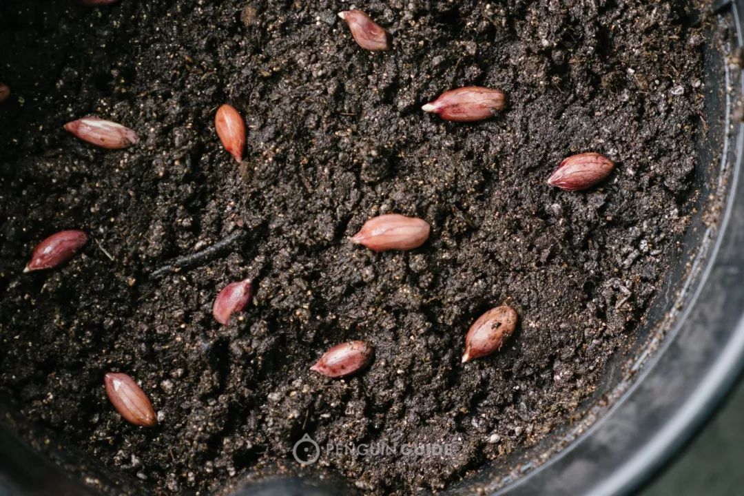 再播种,土先浇透,放种子之后再薄薄撒一层土壤覆盖:盖保鲜膜是为了