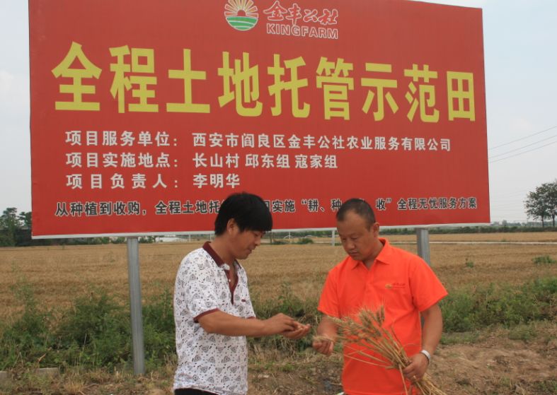 解密金丰公社如何破冰阎良首例全程托管