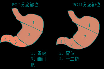 胃蛋白酶原检测的意义