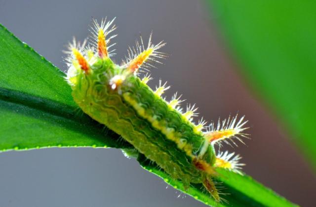 原创被洋辣子毒毛蛰后痛痒难耐咋办专家别慌它身上有解药