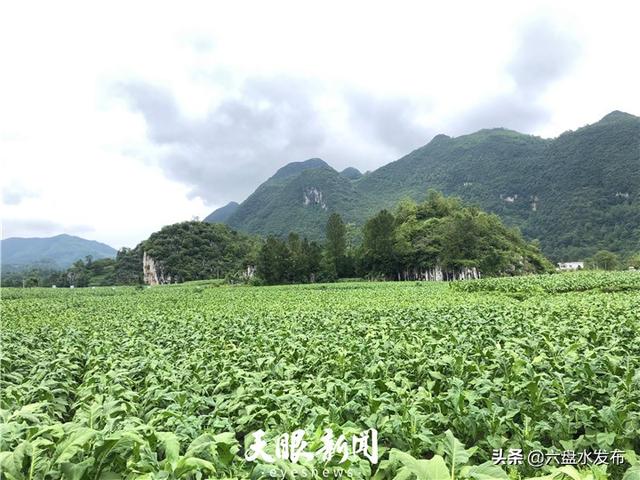 水城区野钟乡图片