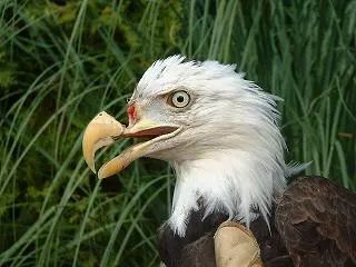 在加拿大温哥华岛(vancouver island)发现的白色乌鸦摄影:mike yip