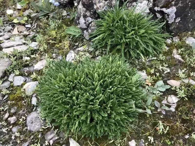 四川臥龍發現植物新物種巴朗山雪蓮