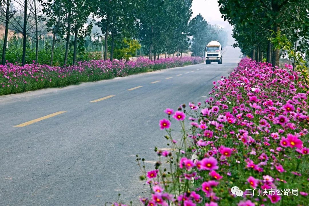 公路种的花图片大全(公路种的花图片大全简笔画)