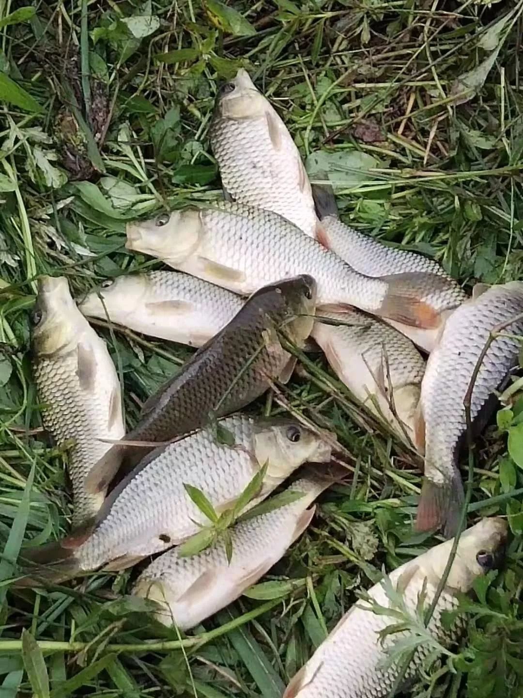 一平浪镇百亩生态谷花鱼和新米饭8月"双丰"上市