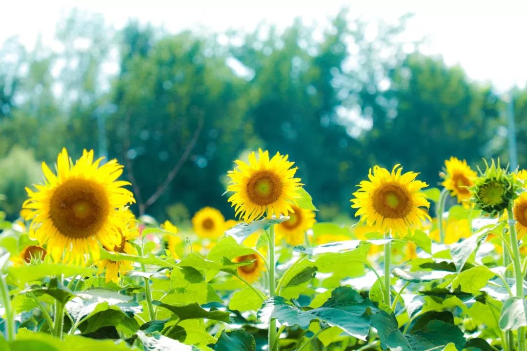 莒县这里的百亩葵花开了!等你来拍!_向日葵