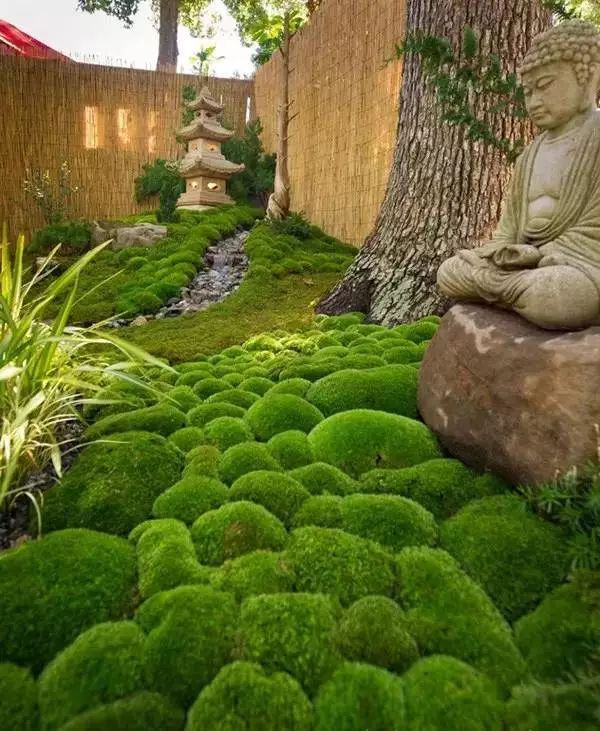 苔藓景观园林处处藏生机