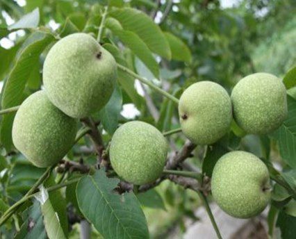 少年风采||打核桃_核桃树