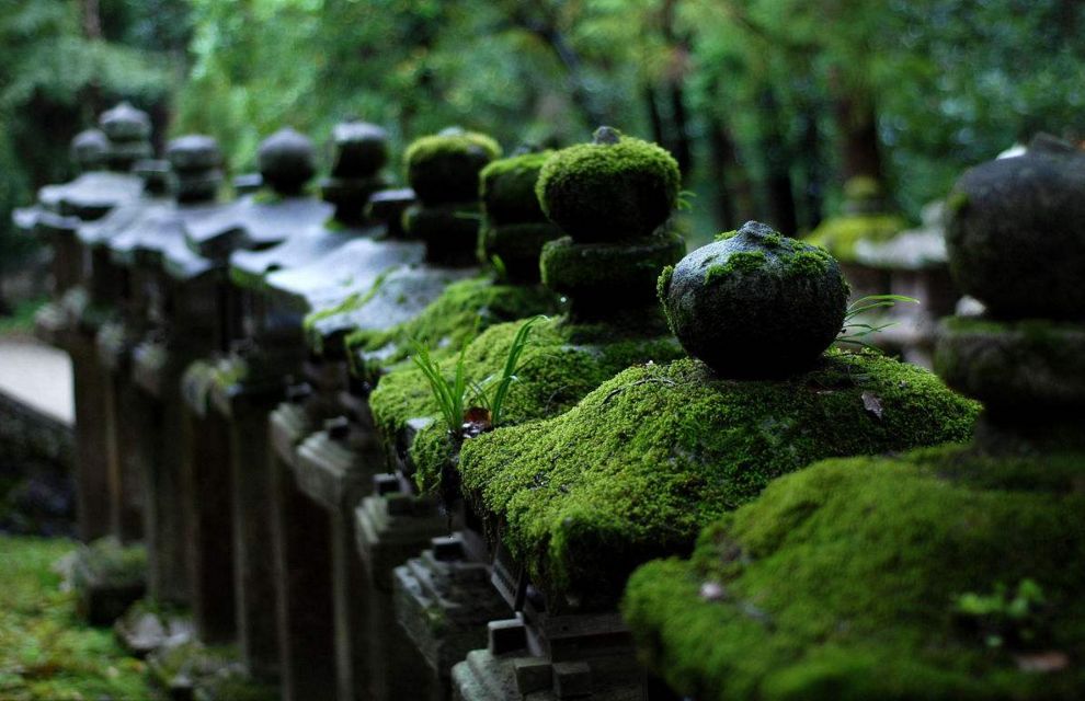 苔藓景观园林处处藏生机