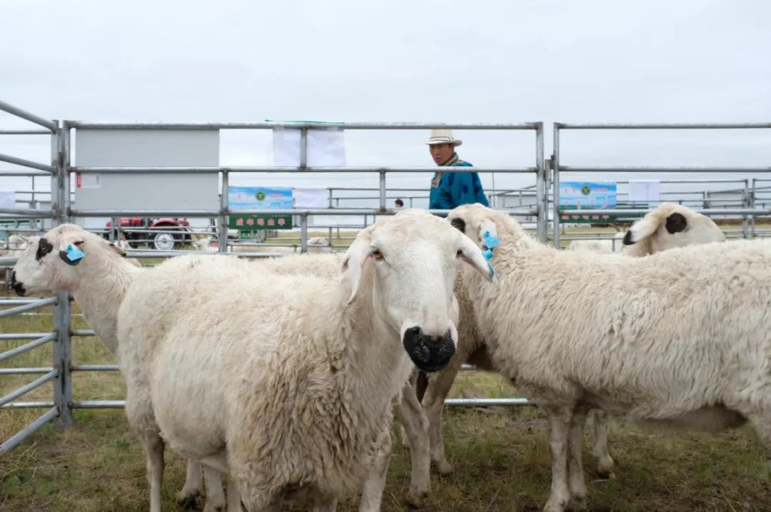 合作共赢羊帆起航东乌珠穆沁旗乌珠穆沁羊推介会召开