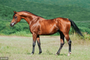 中国于1934～1937年间,从原产地直接引入阿拉伯马40匹,养于贵州清镇