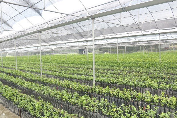 金秋砂糖桔重庆基地苗木已长成四川陶然农业