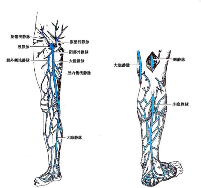 大隐静脉属支图片